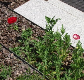 虞美人草の花が咲いています 新宿区立漱石山房記念館